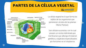 partes de la célula vegetal resumen