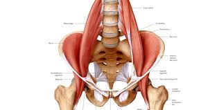 hall s test orthopaedic test that