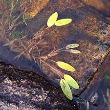 Potamogeton gramineus (grassy pondweed): Go Botany