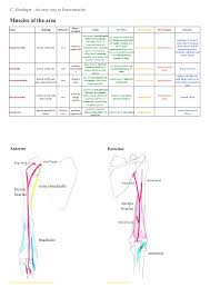 An Easy Way To Learn Upper Limb Muscles