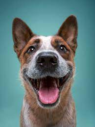 Умеют ли собаки улыбаться | Мир домашних животных | Дзен