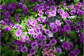 13 ground covers with purple flowers