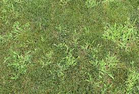 Northerners don't see it until late may. Fs1308 Crabgrass Control In Lawns For Homeowners In The Northern Us Rutgers Njaes