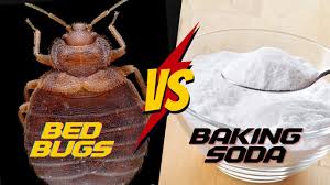 baking soda really work for bed bugs