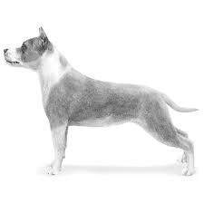 Staffordshire bull terriers still resemble the pugnacious brawlers who once ruled england's fighting pits. American Staffordshire Terrier Dog Breed Information