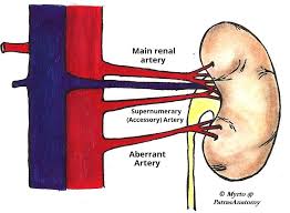 Most kidney or flank pain is felt around the location of the kidneys. The Kidneys Position Structure Vasculature Teachmeanatomy