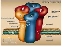 The Gaba Receptor How Does It Work Youtube gambar png