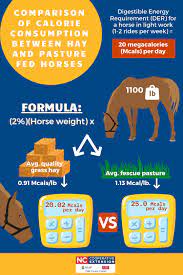 equine calorie consumption hay vs