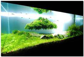 28 Modern Fish Tanks That Inspire Relaxation gambar png