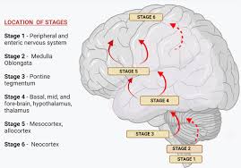 neural cell junctions and ion channels