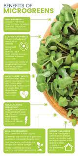 microgreens nutrition benefits and