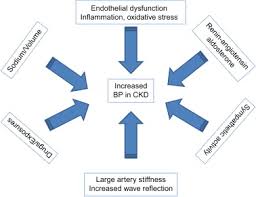 Pathophysiology Of Hypertension In Chronic Kidney Disease