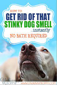 how to get rid of stinky dog smell