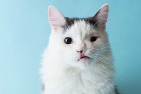cleft palate and hair lip in cats cat