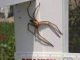large spider heteropoda venatoria