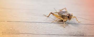 Get Rid Of Crickets In The Basement