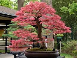 50 Best Trees For Bonsai Best Bonsai