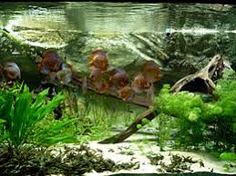 To this end, i've decided to wax poetic on a few of the many lessons i have learned during years of. Aquascaping Wikipedia