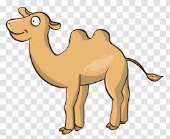 Clipart images of a camel. Dromedary Vector Graphics Bactrian Camel Clip Art Illustration Cartoon Transparent Png