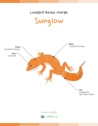 A Sunglow Leopard Gecko Is The Result Of Combining Recessive
