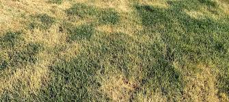 How to test your soil ph and why it is. Brown Spots In New Sod Green Valley Turf Residential