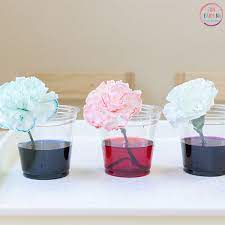 Color Changing Flowers Science Experiment