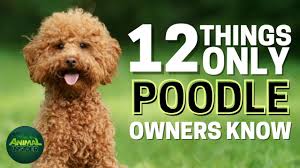 5 best poodle rescues in florida 2023