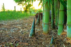 how to divide and transplant bamboo