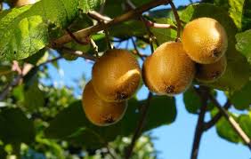 Image result for kiwi fruit tree