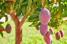 how to grow a mango tree faster hunker