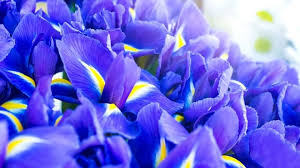 We did not find results for: A Complete Guide To Iris Flower Meaning And Symbolism Themindfool