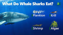Do whale sharks eat whales?