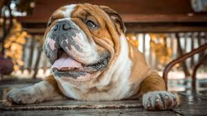 Select the breed to be taken to the list. 30 Best Dog Names For Extra Awesome English Bulldogs Dogtime