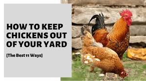 May 10, 2021 · fence off the plants. How To Keep Chickens Out Of Your Yard The Best 11 Ways