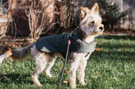 do dogs need to wear winter coats