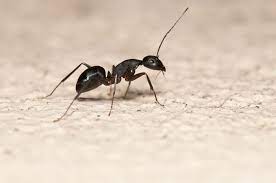 get rid of ants in the bathroom sink