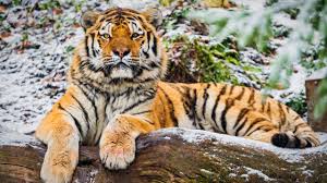 Se você gosta de tigres obter estas imagens tigre deslumbrantes. Tigre 4k Ultra Papel De Parede Hd Plano De Fundo 5120x2880