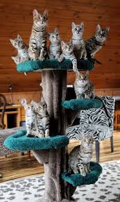 Bengal cats look feral, but are totally domestic. Bengal Cat Colors Brown Sepia Snow Mink White Belly Countershading