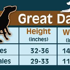 Great Dane Feeding Chart Luxury Australian Shepherd Weight