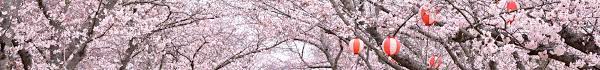 桜だより - 下関市