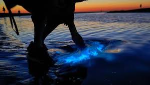 Zeevonk is een bolvormig, ééncellig organisme. Magisch Blauw Verlichte Noordzee Bij Katwijk Alles Over Zeevonk Bollenstreek
