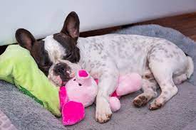 the 8 best french bulldog toys to keep