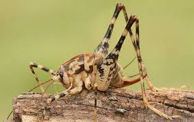 Camel Cricket Identification