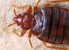 Bed Bugs Where They Come From And How