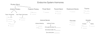 Biol 2312 Unit 1 Endocrine System Hormones Chart Diagram