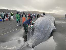 whale beached near oregon s fort