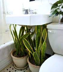 Use Plants In The Bathroom