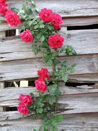beautiful rose flower image photos free