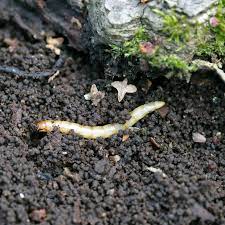 get rid of wireworms