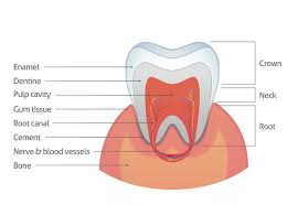 Eliminate dietary and lifestyle factors which can have a negative effect on your jawbone's strength and density. Can We Heal Teeth The Quest To Repair Tooth Enamel Nature S Crystal Coat